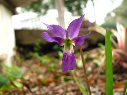 Viola betonicifolia (Arrowhead Violet) Flower