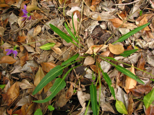 Viola betonicifolia growth form and variability of leaves.  This plant was one year old and growing in sub-optimal (dry & sunny) conditions.