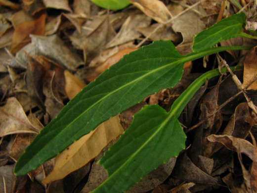 Viola betonicifolia Intermediate Leaves.  The lower leaf has been chewed by a caterpillar.