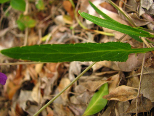 Viola betonicifolia Lanceolate Leaf