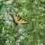 Another Eastern Tiger Another Eastern Tiger