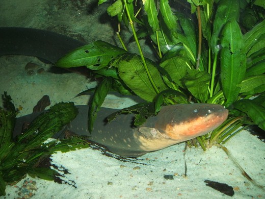 An electric eel
