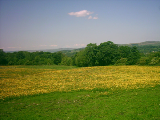 wild flower meadow, North Yorkshire