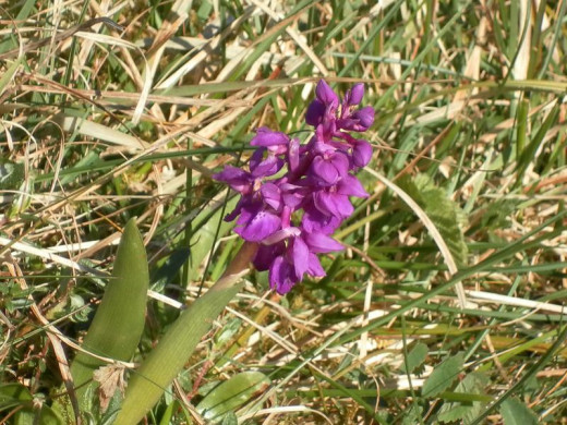 Early purple Orchid, Bastow wood