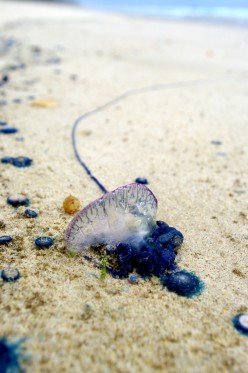 Portuguese Man Of War Facts & Pictures (aka Bluebottle)
