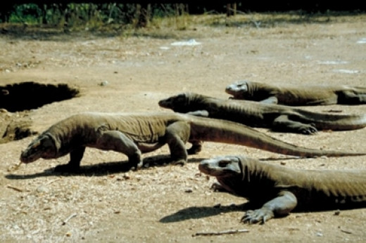 The Komodo dragon, the largest and smarter ancient living ...