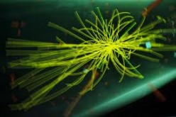 The God Particle- What Is It!!
