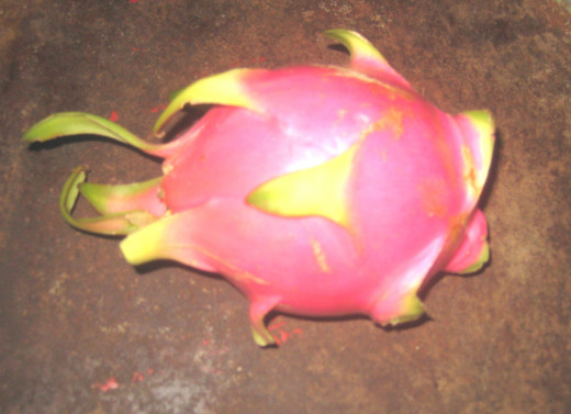 Red Dragon Fruit - Pitaya or Hylocereus species or fruits of several cactus species