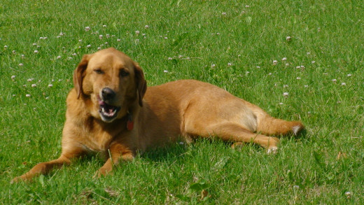 Rosco is a hybrid.  His father was a pure Yellow Lab while his mother was a Brittany Spaniel.