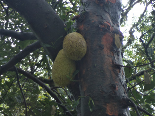 Jack fruit hanging from the tree