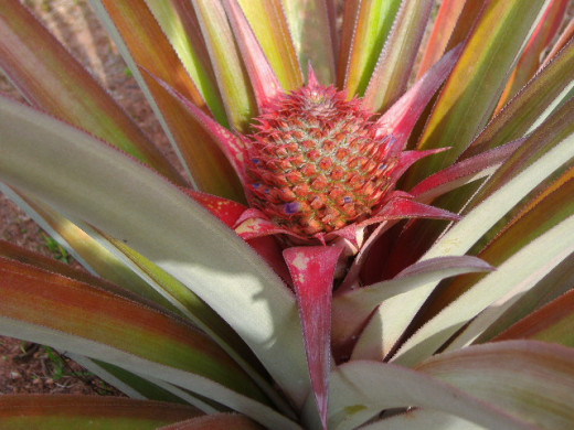 A young pineapple in Puerto Rico