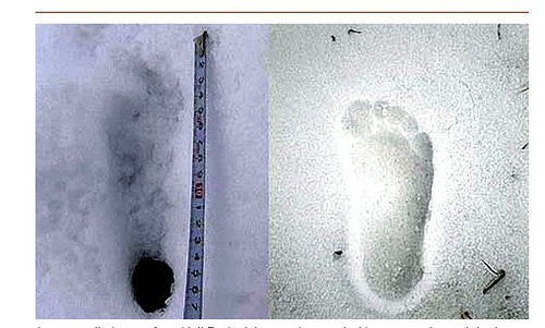 Yeti foot print found by a Japanese team