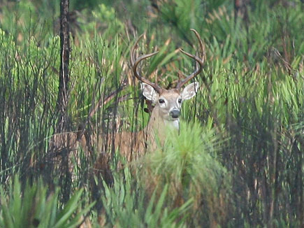 Deer Hunting In Florida Has Been Going On For Thousands Of Years.