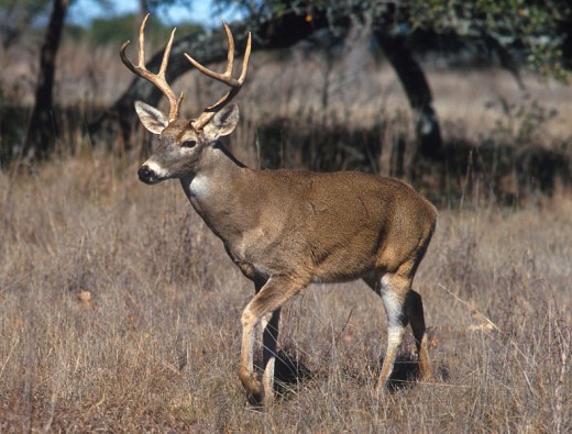 Before you go deer hunting you need to know how to deer hunt. 