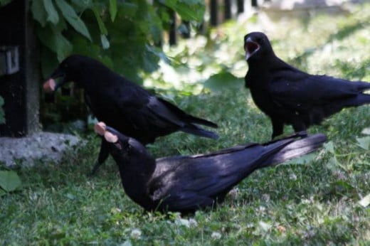 crows eating hot dogs in garden