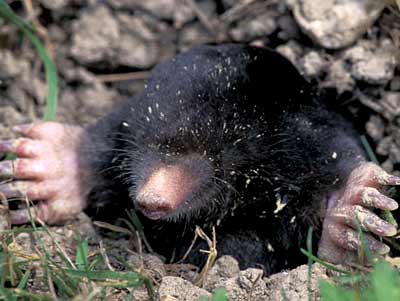 a mole