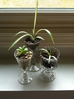 3 miniature glass gardens  (5-6 inches tall)