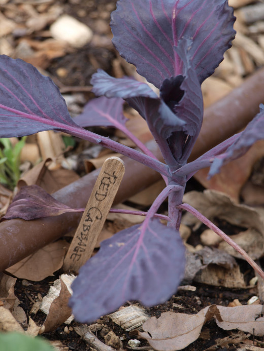 A school vegetable garden teaches kids about growing food and provides fresh vegetables.