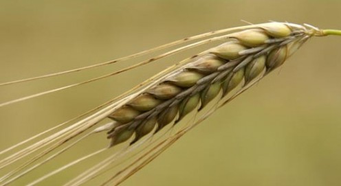 2.barley (se'orah) 