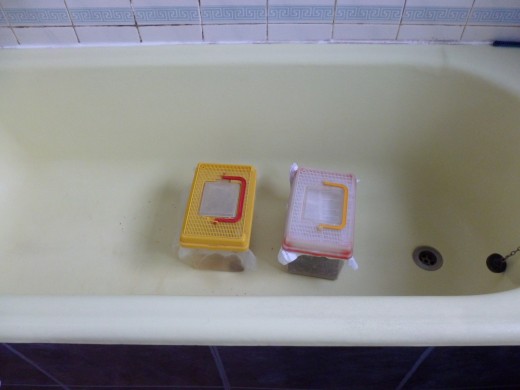 Crickets in the bath