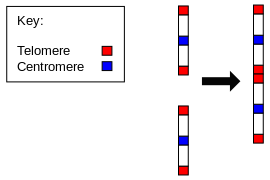 CHROMOSOME 2 IS STRONGLY BELIEVED TO BE THE FUSION OF TWO OTHER CHROMOSOMES FOUND IN APES