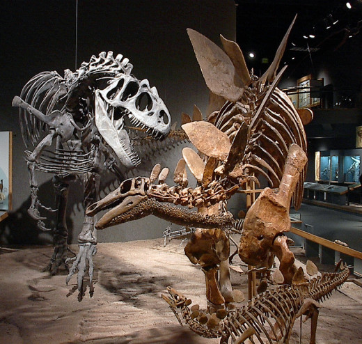 Fossils of a stegosaur (Stegosaurus stenops) and its babies being attacked by an allosaur (Allosaurus fragilis) at the Denver Museum of Science and Nature.
