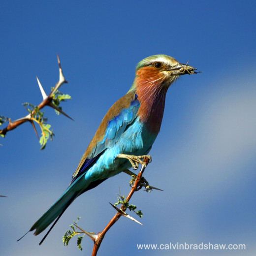 Lilac-breasted Roller (Coracias caudata), with grasshopper meal, on acacia tree, in Botswana Africa.