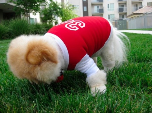 Is Boo The Dog The Cutest Dog Ever?