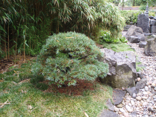 Parviflora pine in a garden