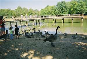 The geese are bigger than the kids in Olive Branch, Mississippi