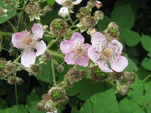 Himalayan Blackberry Plants: Invasive, Noxious, and Beautiful | Owlcation