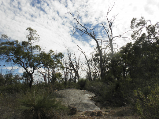 WA's Bibbulmun Track stretching an incredible   1 000 km through hills,