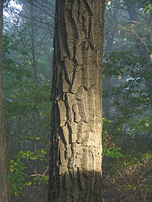 Types Of Oak Trees With Pictures Of Trunk Bark Owlcation