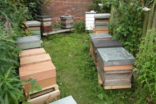 Bee hives at Offshoots, Townley Park