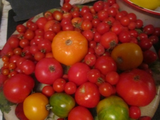 Different kinds and types of tomatoes I collected one summer.