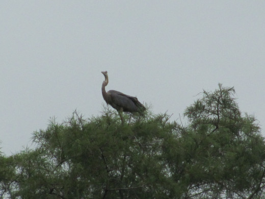 Our River Guide:  The Great Blue Heron