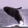 whalefeather2 profile image