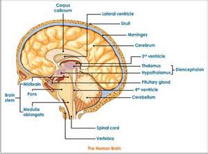 It's the human brain