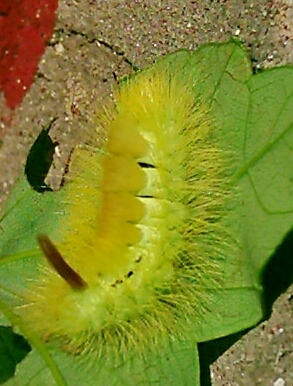 Hop Dog or Pale Tussock Moth larva. Photo by Steve Andrews