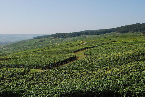 A Champagne Vineyard