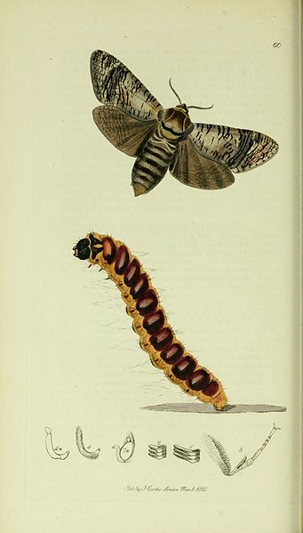 Goat Moth Illustration from British Entomology. Copyright expired and in Public Domain. 