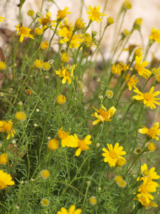 For your school's gardens, select native plants, which need little or no irrigation.