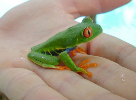 The strikingly coloured red eyed tree frog