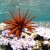 Pencil Urchin Pencil Urchin