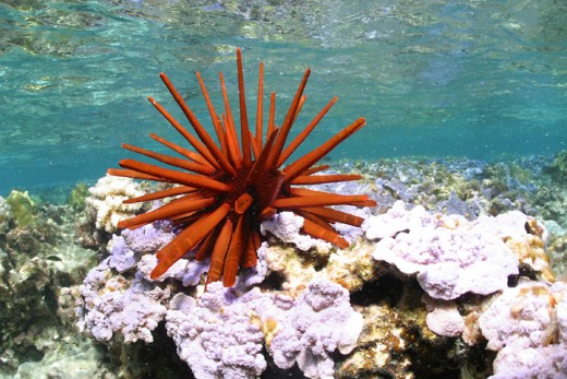 Pencil Urchin