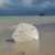 Sand Dollar Sand Dollar