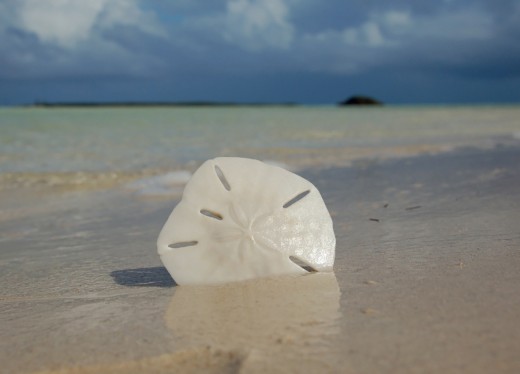 Sand Dollar