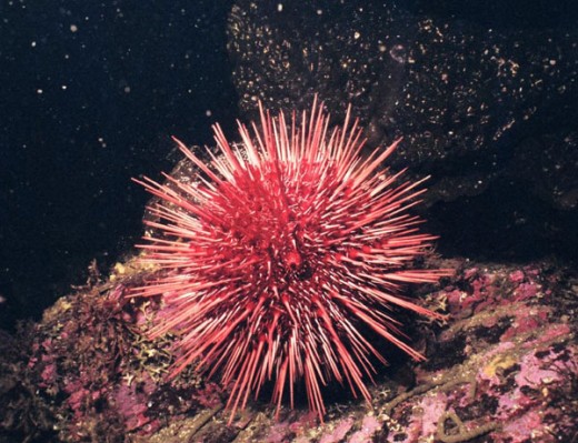 Red Sea Urchin