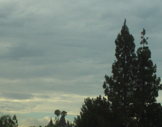 Two palm trees and a pine tree against the cloudy sky after the rainstorm.