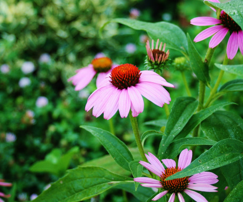 Bees especially like purple, blue & yellow flowers. Pictured: purple coneflower.